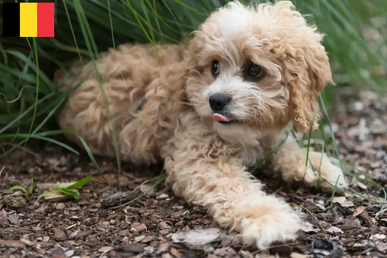 Maltipoo pups en fokkers België Vind hier Maltipoo fokkers in België.