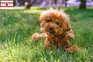 Lees meer over het artikel Maltipoo fokkers en pups in Drenthe