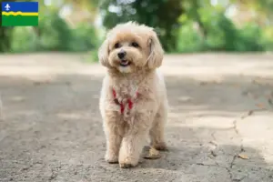 Lees meer over het artikel Maltipoo fokkers en pups in Flevoland