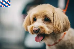Lees meer over het artikel Maltipoo fokkers en pups in Friesland