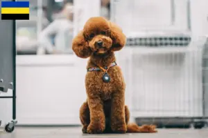 Lees meer over het artikel Maltipoo fokkers en pups in Gelderland