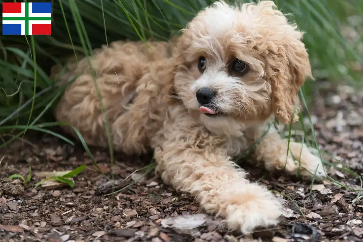 Maltipoo pups en fokkers Groningen Vind hier Maltipoo fokkers in Groningen.