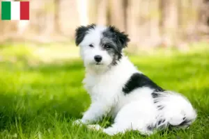 Lees meer over het artikel Maltipoo fokkers en pups in Italië