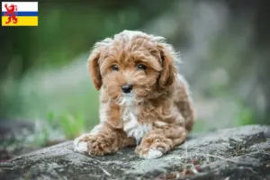 Lees meer over het artikel Maltipoo fokkers en pups in Limburg