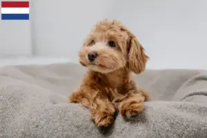 Lees meer over het artikel Maltipoo fokkers en pups in Nederland