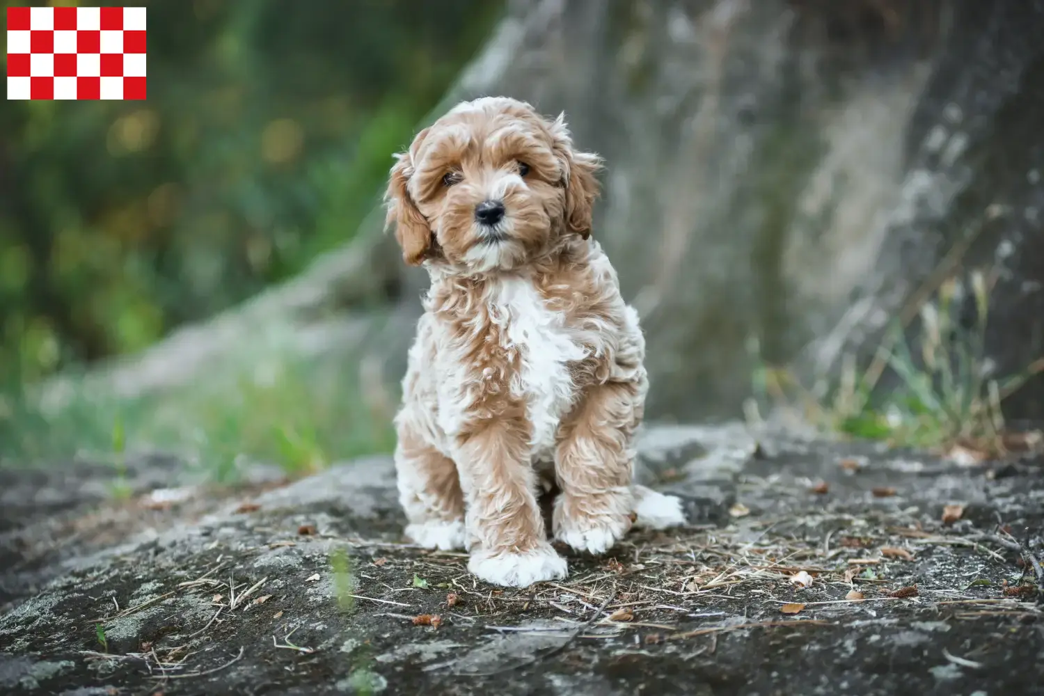 Lees meer over het artikel Maltipoo fokkers en pups in Noord-Brabant