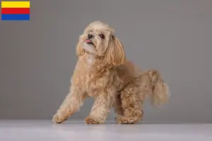 Lees meer over het artikel Maltipoo fokkers en pups in Noord-Holland
