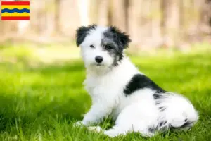 Lees meer over het artikel Maltipoo fokkers en pups in Overijssel