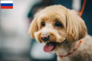 Lees meer over het artikel Maltipoo fokkers en pups in Rusland