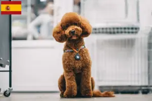 Lees meer over het artikel Maltipoo fokkers en pups in Spanje