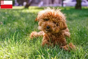 Lees meer over het artikel Maltipoo fokkers en pups in Utrecht