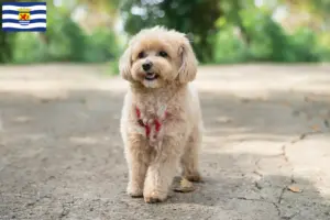 Lees meer over het artikel Maltipoo fokkers en pups in Zeeland