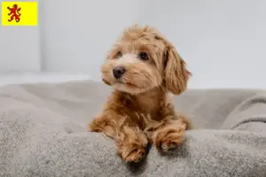 Lees meer over het artikel Maltipoo fokkers en pups in Zuid-Holland