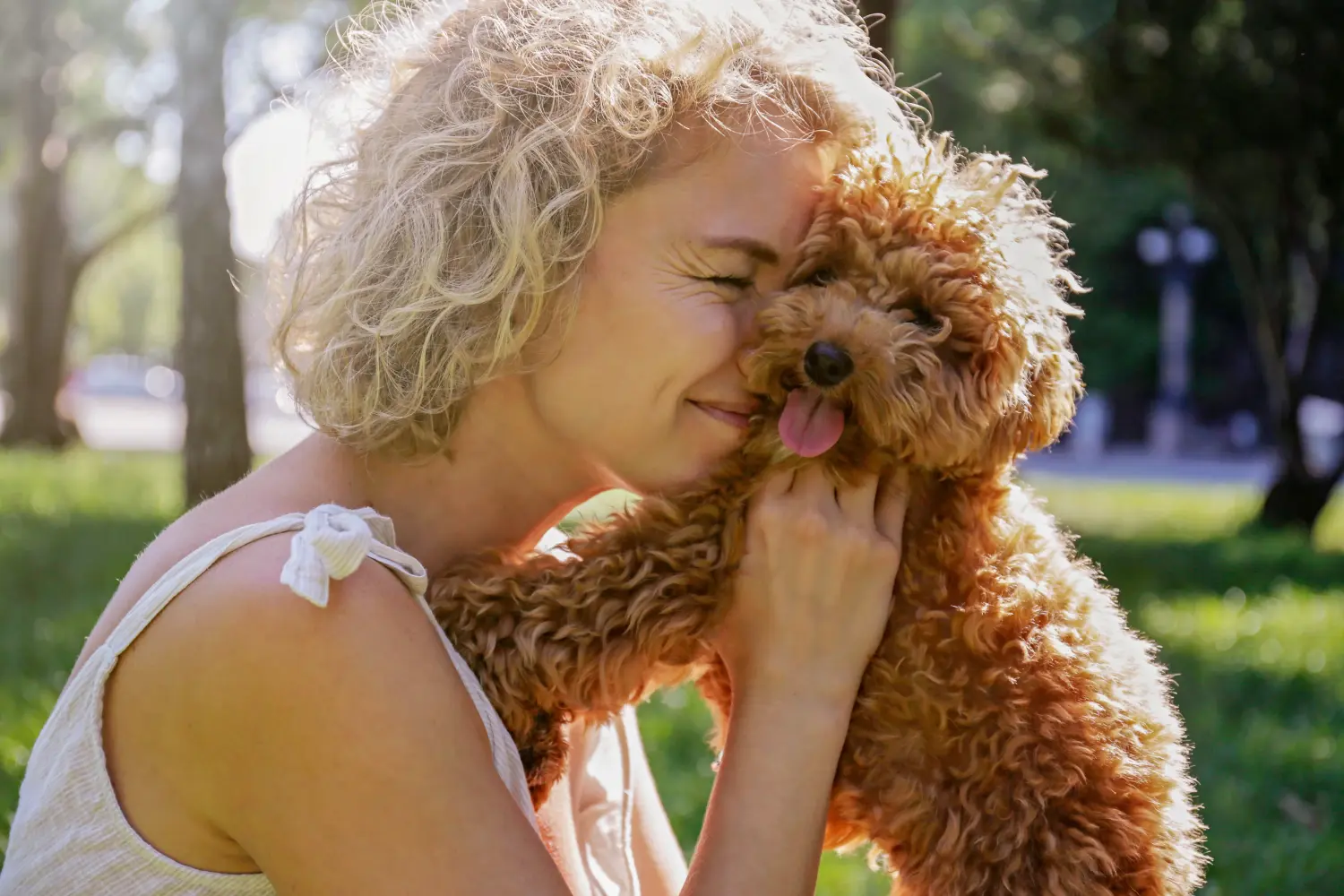 Een Maltipoo puppy kopen betekent verantwoordelijkheid nemen! Maltipoo puppy kopen.