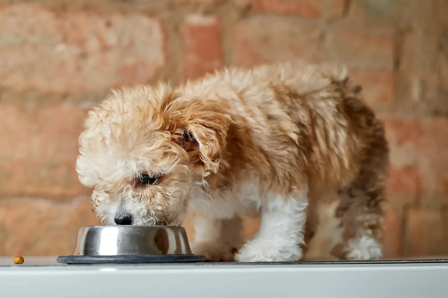 Een Maltipoo puppy kopen betekent verantwoordelijkheid nemen! Maltipoo puppy kopen.