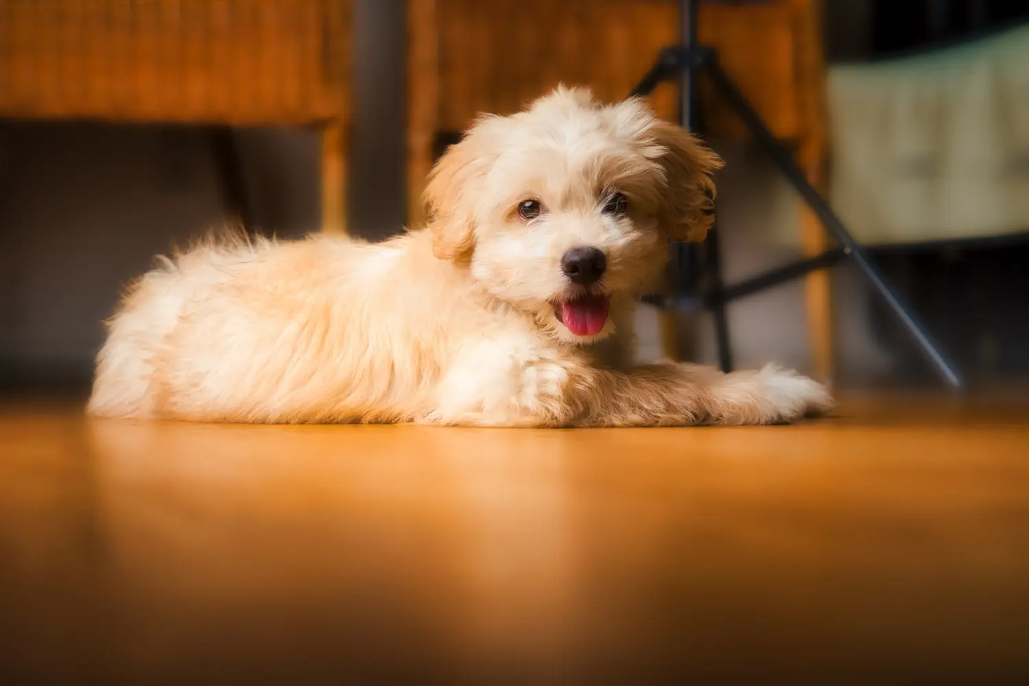 Een Maltipoo puppy kopen betekent verantwoordelijkheid nemen! Maltipoo puppy kopen.