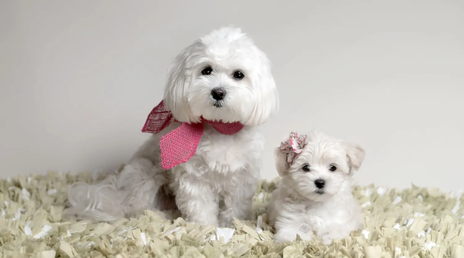 Een Maltipoo puppy kopen betekent verantwoordelijkheid nemen! Maltipoo puppy kopen.