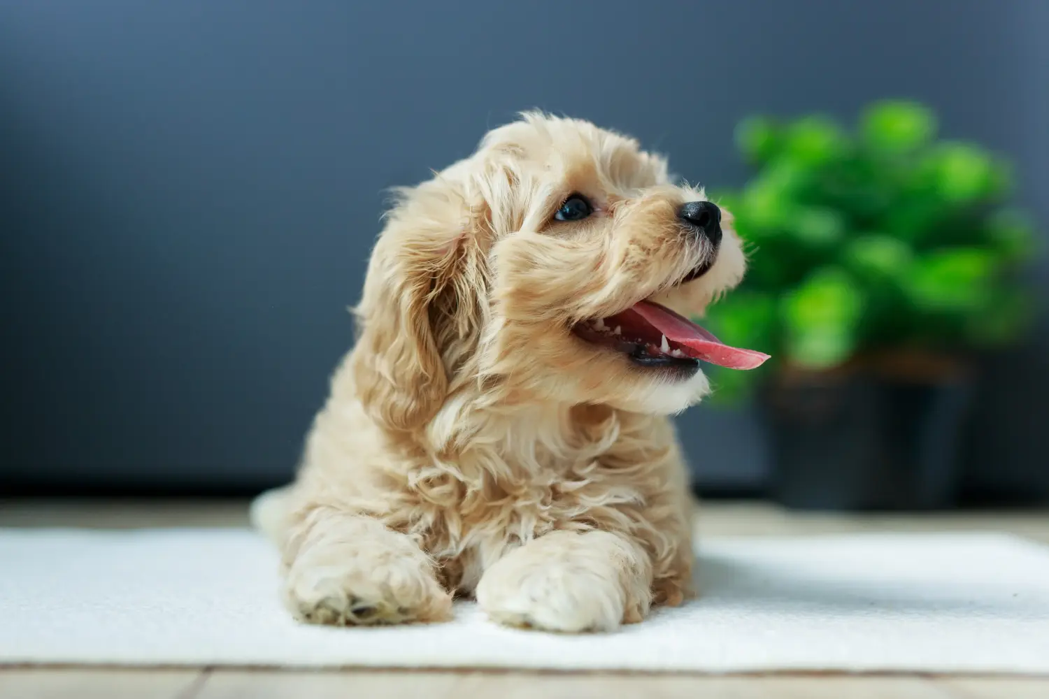 Een Maltipoo puppy kopen betekent verantwoordelijkheid nemen! Maltipoo puppy kopen.