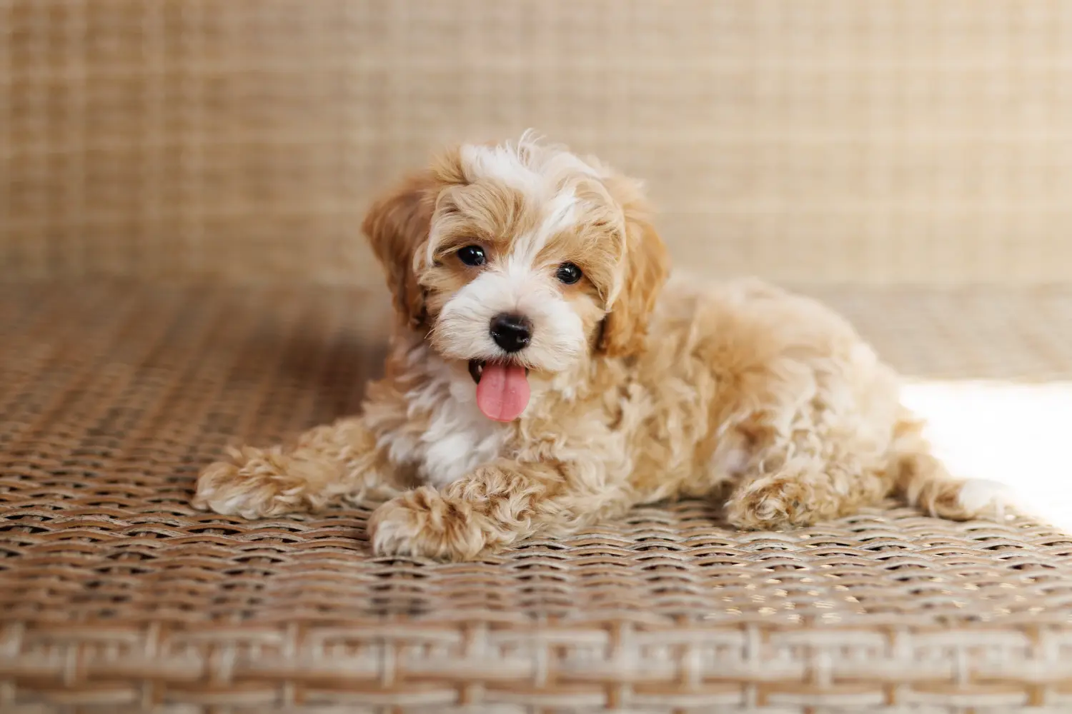 Een Maltipoo puppy kopen betekent verantwoordelijkheid nemen! Maltipoo puppy kopen.