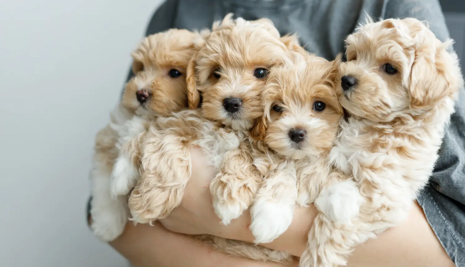 Een Maltipoo puppy kopen betekent verantwoordelijkheid nemen! Maltipoo puppy kopen.