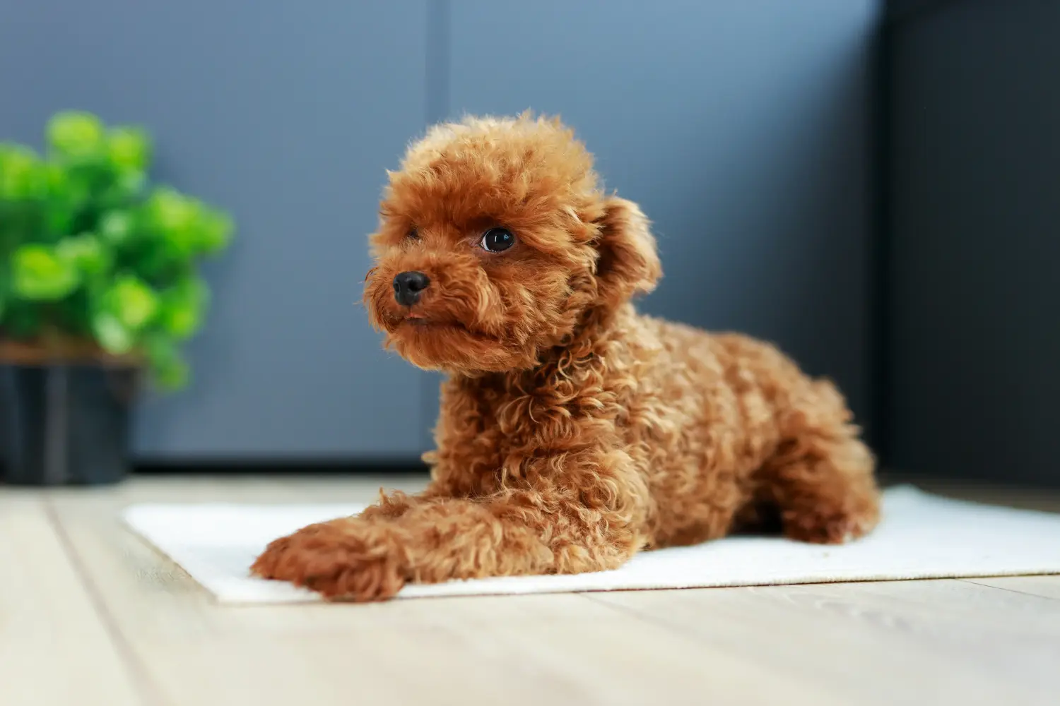 Een Maltipoo puppy kopen betekent verantwoordelijkheid nemen! Maltipoo puppy kopen.