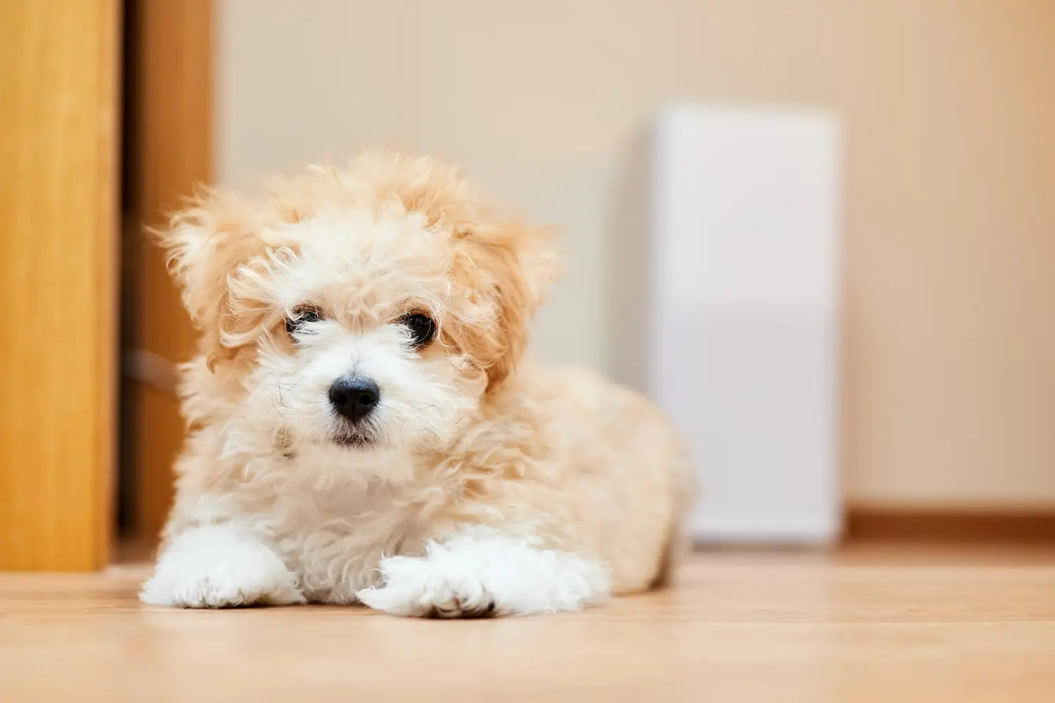 Een Maltipoo puppy kopen betekent verantwoordelijkheid nemen! Maltipoo puppy kopen.