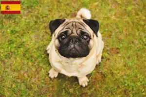 Lees meer over het artikel Mopshonden fokkers en puppies in Spanje