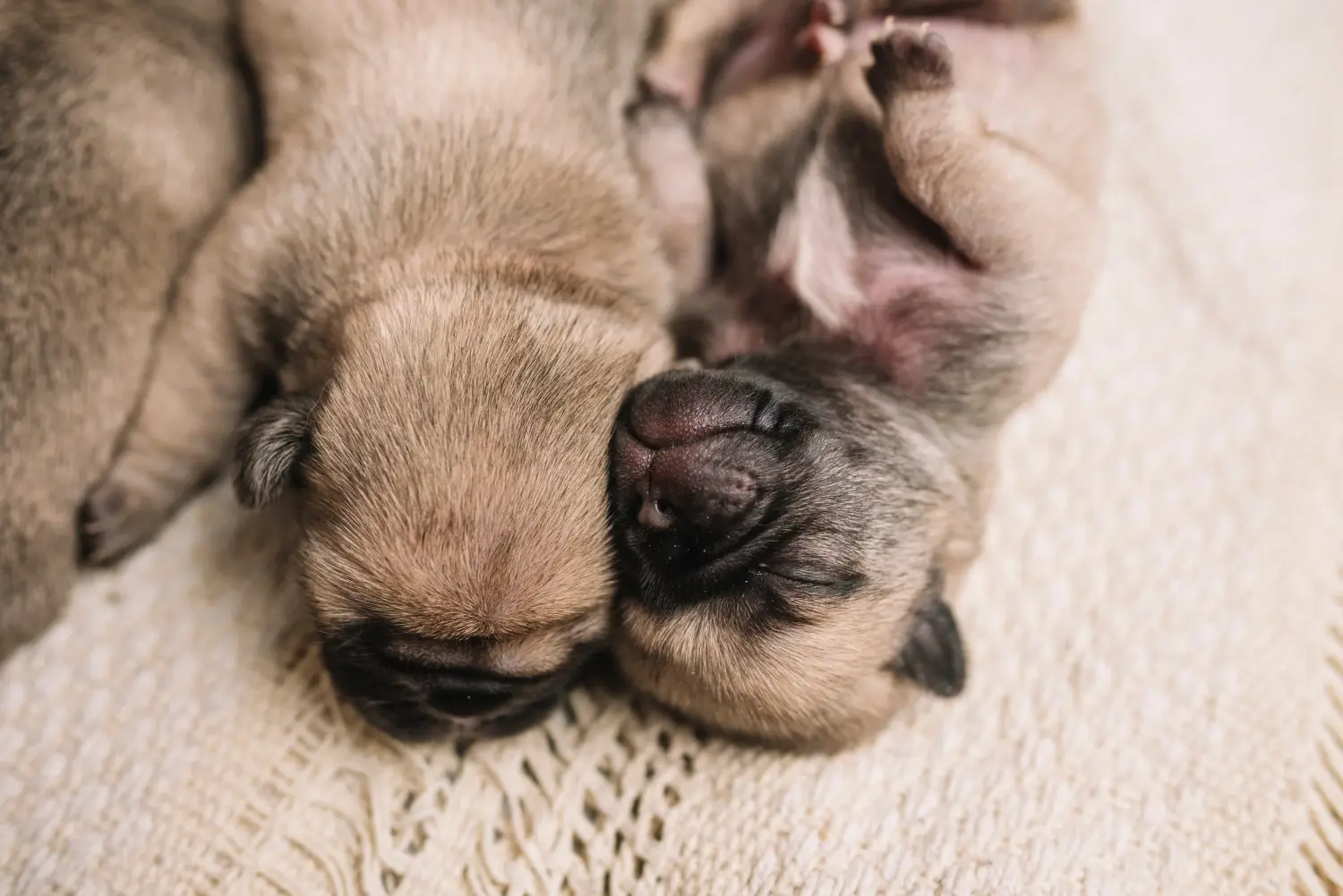 Een mopshond puppy kopen betekent verantwoordelijkheid nemen! Mopshond puppy kopen.
