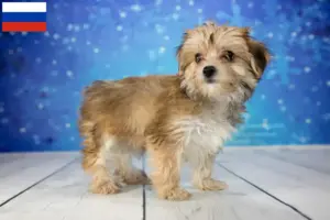 Lees meer over het artikel Morkie fokkers en puppies in Rusland