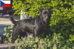 Lees meer over het artikel Patterdale Terrier fokkers en puppies in Tsjechië