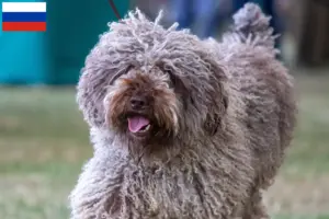 Lees meer over het artikel Perro de Agua Español fokkers en pups in Rusland