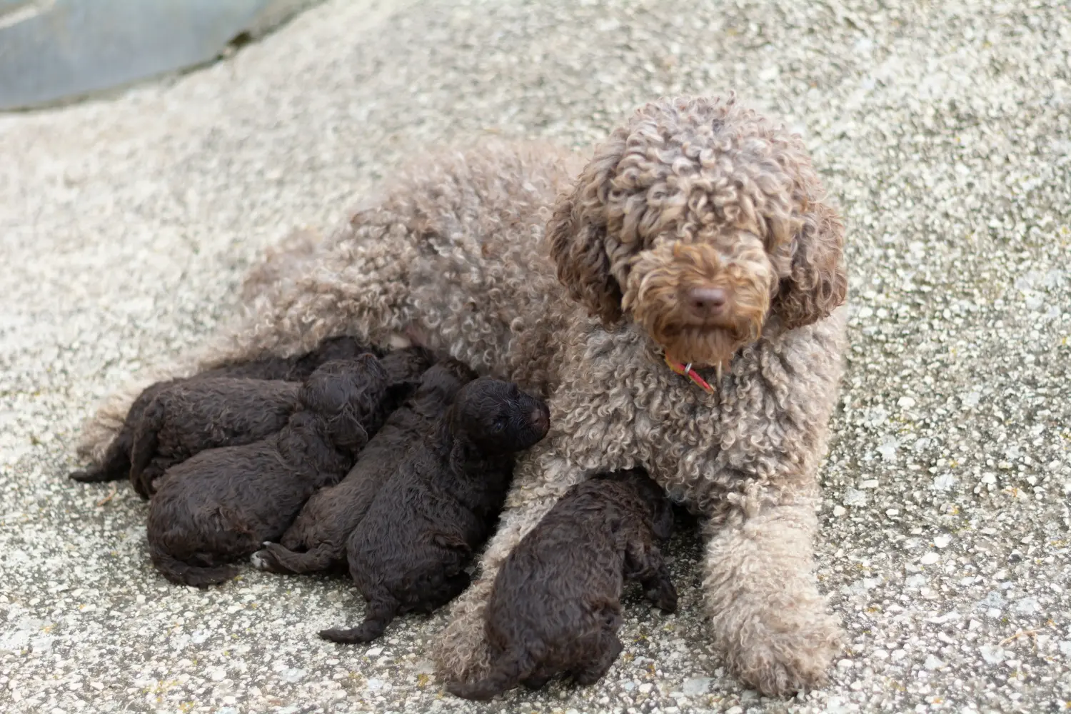 Een Perro de Agua Español puppy kopen betekent verantwoordelijkheid nemen! Koop Perro de Agua Español puppy's.