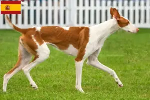 Lees meer over het artikel Podenco fokkers en pups in Spanje