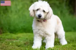 Lees meer over het artikel Pomapoo fokkers en puppy’s in de VS