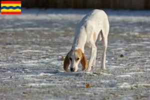 Lees meer over het artikel Porcelaine fokkers en pups in Overijssel