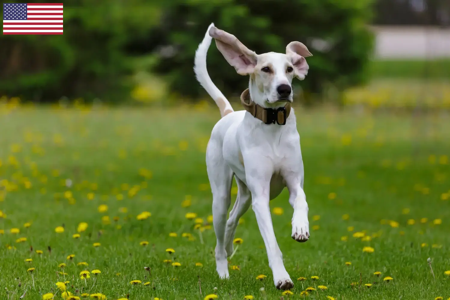 Lees meer over het artikel Porcelaine fokkers en puppy’s in de VS