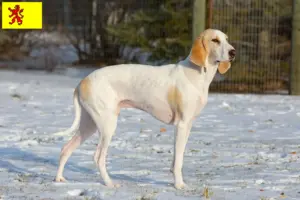 Lees meer over het artikel Porcelaine fokkers en pups in Zuid-Holland
