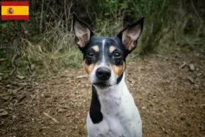 Lees meer over het artikel Ratonero Bodeguero Andaluz fokkers en pups in Spanje