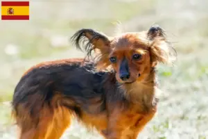 Lees meer over het artikel Russkiy Toy fokkers en pups in Spanje