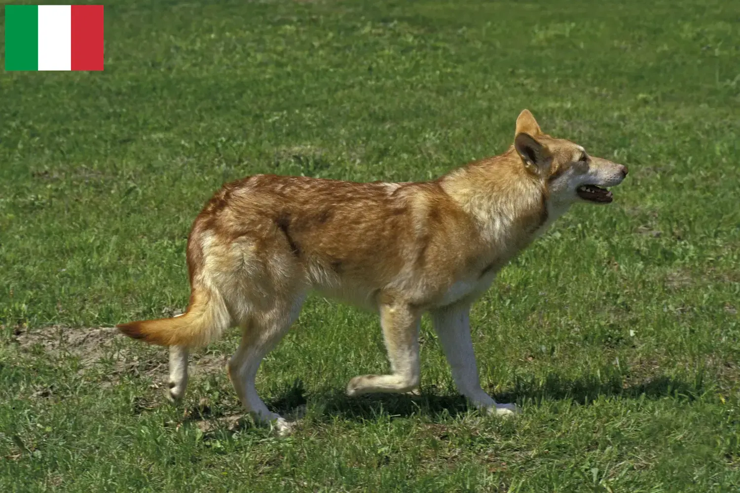 Saarloos Wolfhond pups en fokkers Italië Hier vind je Saarloos Wolfhond fokkers in Italië.