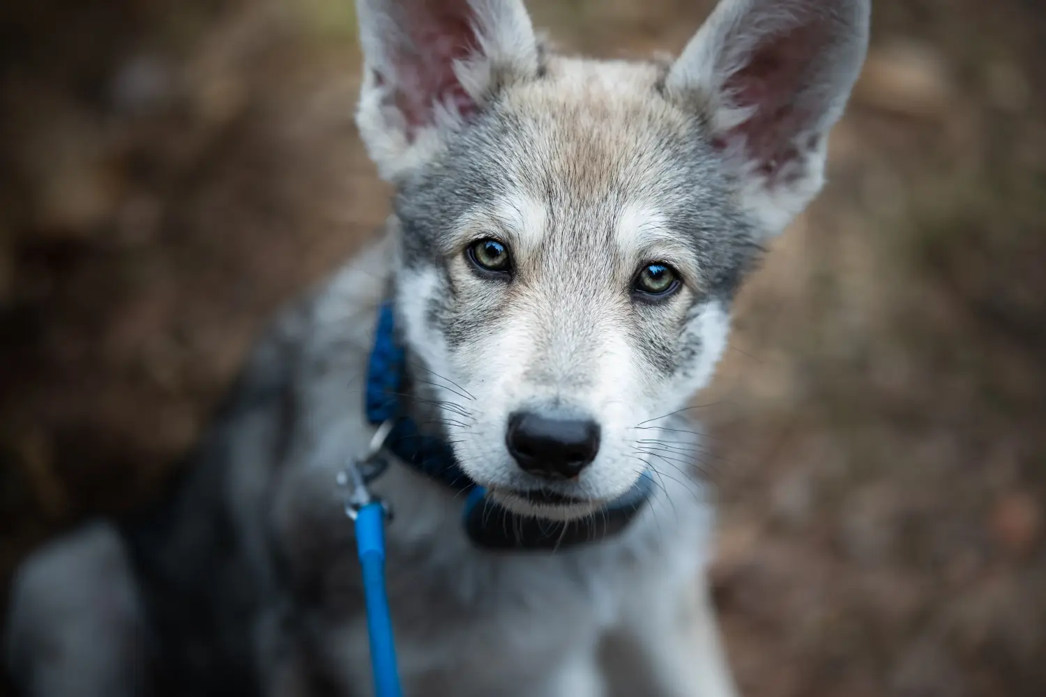 Een Saarloos wolfshond puppy kopen betekent verantwoordelijkheid nemen! Saarloos wolfshond puppy kopen.