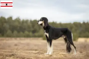 Lees meer over het artikel Saluki fokkers en pups in Drenthe
