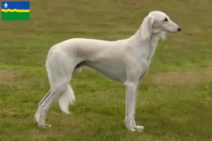 Lees meer over het artikel Saluki-fokkers en puppies in Flevoland