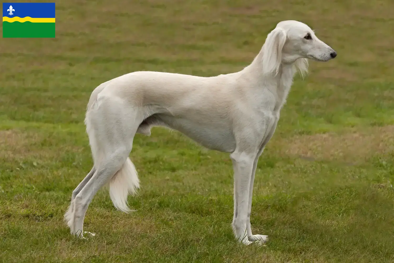 Saluki pups en fokker Flevoland Hier vind je Saluki-fokkers in Flevoland.
