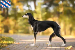 Lees meer over het artikel Saluki fokkers en pups in Friesland