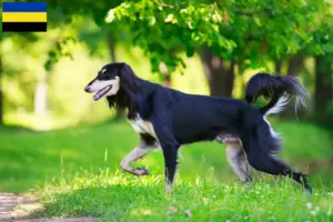 Lees meer over het artikel Saluki fokkers en pups in Gelderland
