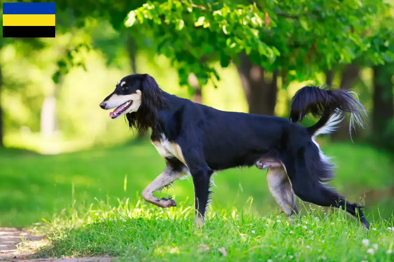 Saluki pups en fokkers Gelderland Hier vind je Saluki-fokkers in Gelderland.