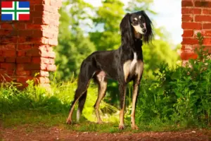 Lees meer over het artikel Saluki fokkers en pups in Groningen
