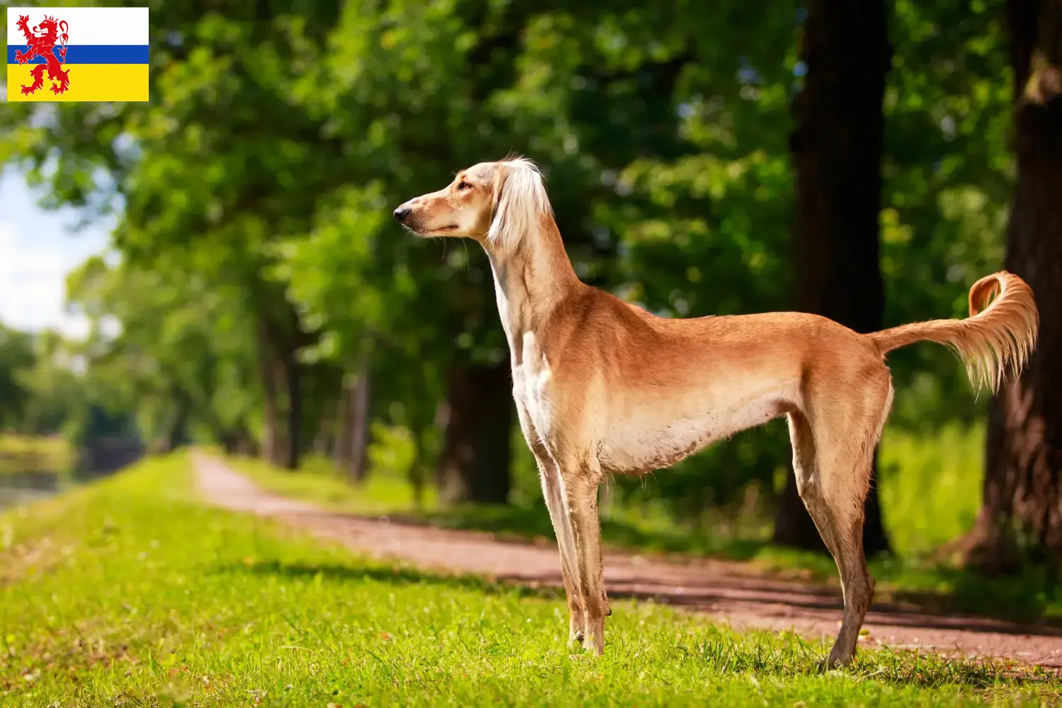 Saluki pups en fokker Limburg Hier vind je Saluki-fokkers in Limburg.