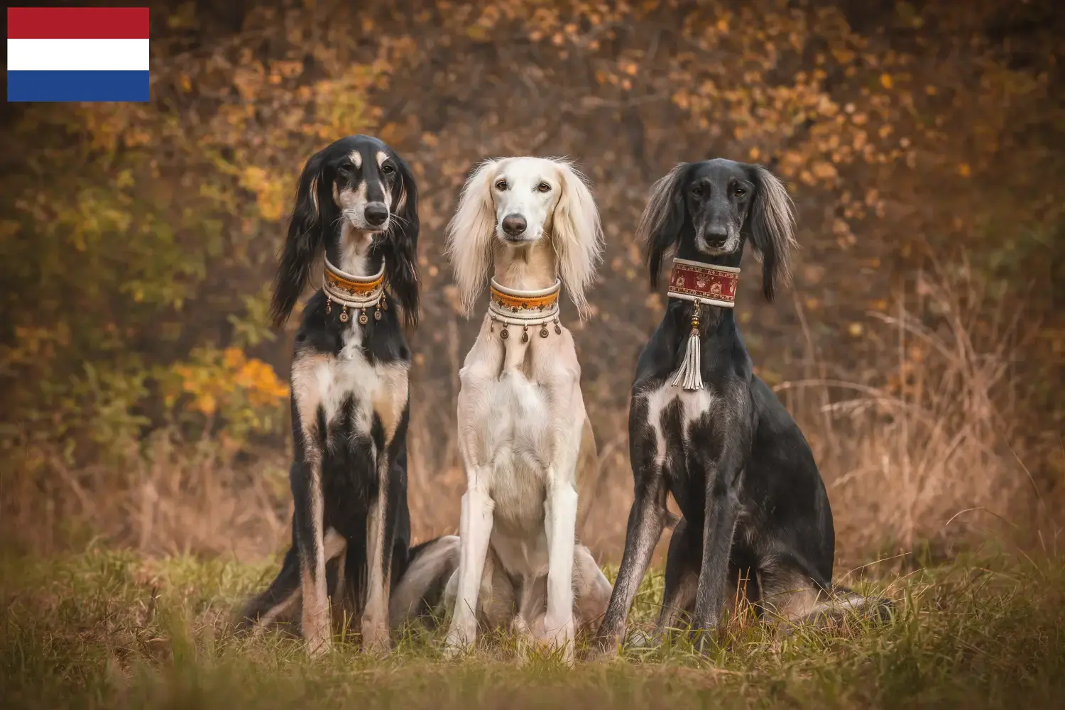 Saluki pups en fokkers Nederland Hier vind je Saluki fokkers in Nederland.